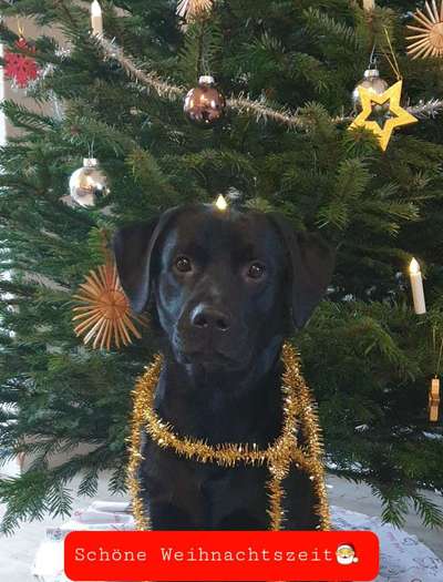 Dogorama Photo Challenge - Weihnachtsbaum-Beitrag-Bild