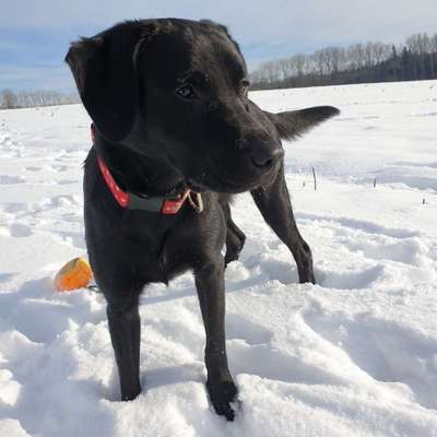 Dogorama Photo Challenge - Es wird nochmal kalt!-Beitrag-Bild