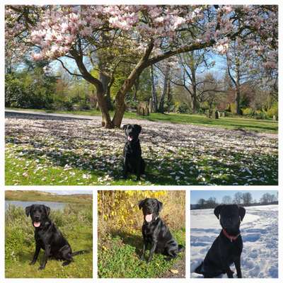 1. Fotochallenge Collagen - 4 Jahreszeiten-Beitrag-Bild