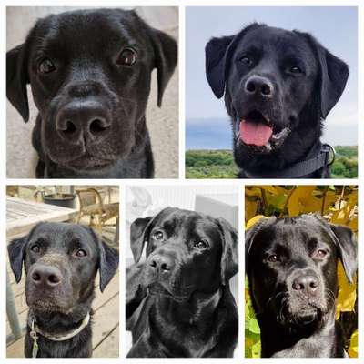 Hunde Porträt (Portrait) Galerie....-Beitrag-Bild