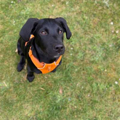 Hundetreffen-Spielrunde mit Milo-Bild