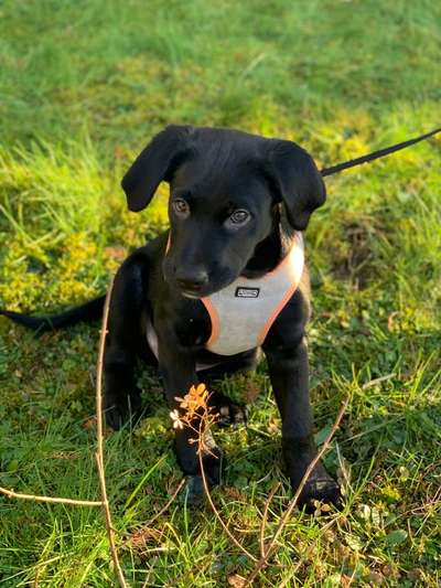 Welpen Bilder !-Beitrag-Bild