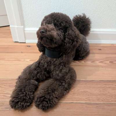 Hundetreffen-Social Walk/Trainingspartner-Bild