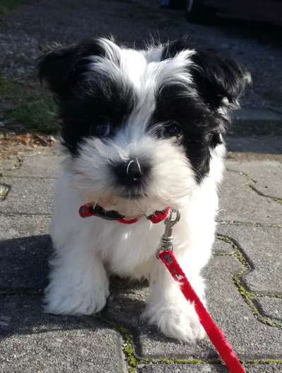 Dogorama Photo Challenge - an der Leine-Beitrag-Bild