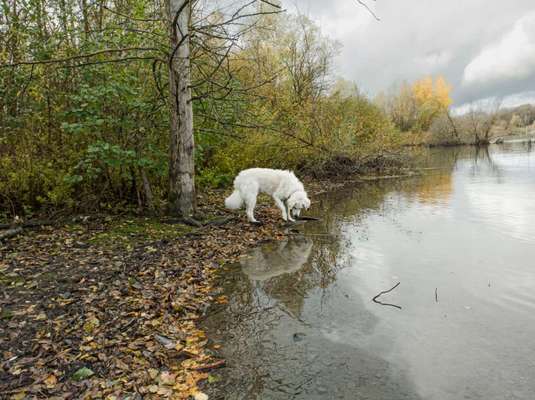 Seltene Rassen!-Beitrag-Bild