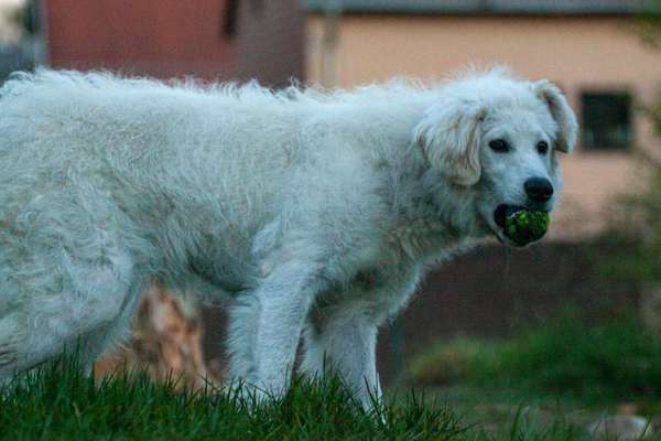 Herdenschutzhunde-Beitrag-Bild