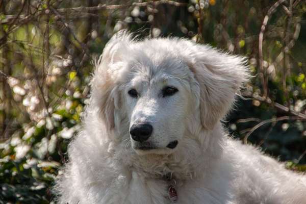 Fotochallange Nr. 57     PORTRÄT.   Beendet!!!!!!!!-Beitrag-Bild