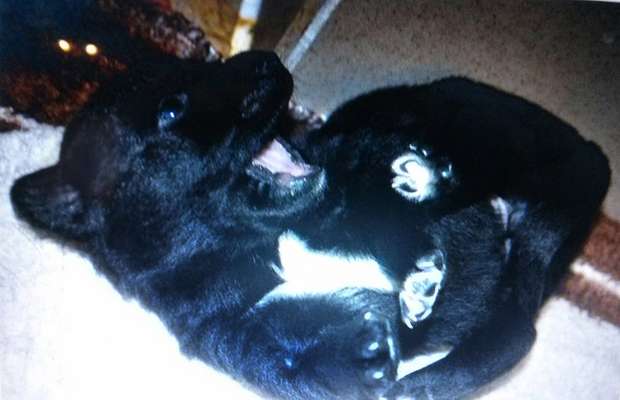 Wie kamst du zu deinem Hund?-Beitrag-Bild