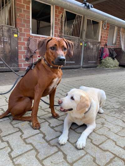 Rhodesian Ridgeback-Beitrag-Bild