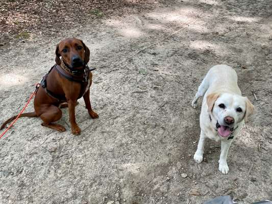 Rassecheck Labrador-Beitrag-Bild