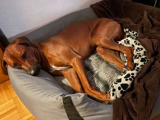 Rhodesian Ridgeback-Beitrag-Bild