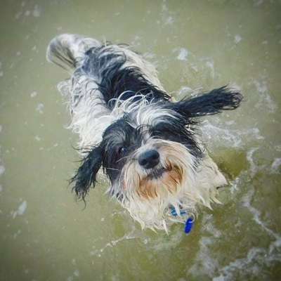 Hunde im Urlaub-Beitrag-Bild