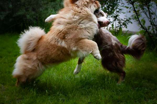 Spieltrieb ;)-Beitrag-Bild