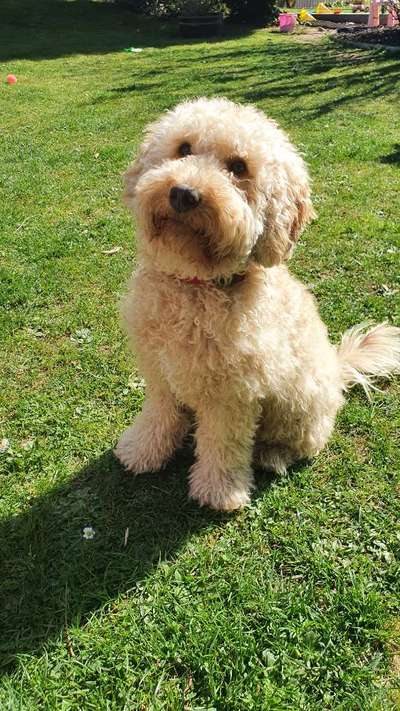 Challenge 23 : "  Euer Hund beim Frühlingserwachen "-Beitrag-Bild