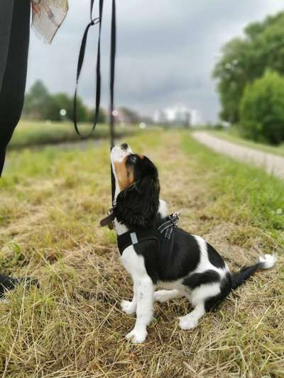 Cavalier King Charles Spaniel?-Beitrag-Bild