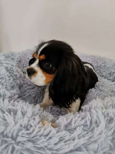 Die Dogorama Kalender Challenge Titelbild-Beitrag-Bild