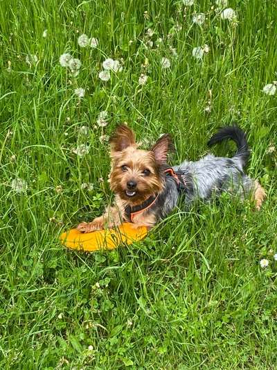 Die Dogorama Monats Challenge "Es grünt und blüht"-Beitrag-Bild