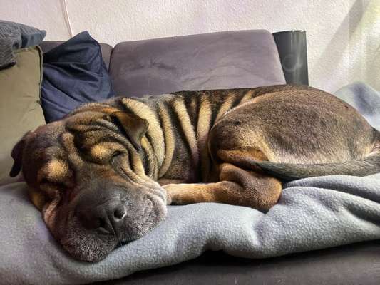 Shar Pei Mischlinge-Beitrag-Bild