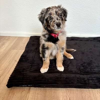 Hundetreffen-Welpentreffen Umgebung Montabaur-Bild