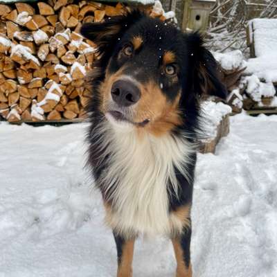 Hundetreffen-Suche souveräne Hunde / Hundegruppen für regelmäßige Treffen-Bild