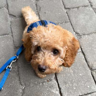 Hundetreffen-Welpen/Junghund Spiel in Vilsbiburg-Bild