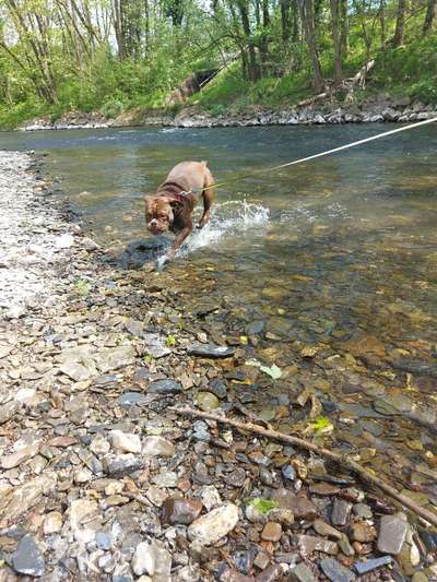 Dogorama-Monats-Challenge-Mai "Wasser"-Beitrag-Bild