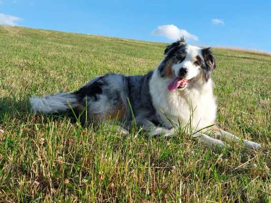 Hundeschulen-Hundeschule CD Traumhund-Bild