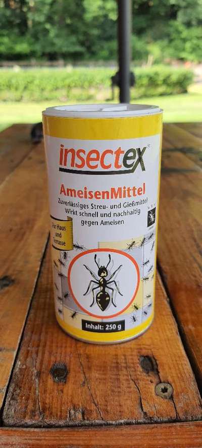 Hund hat Ameiseköder gefressen-Beitrag-Bild