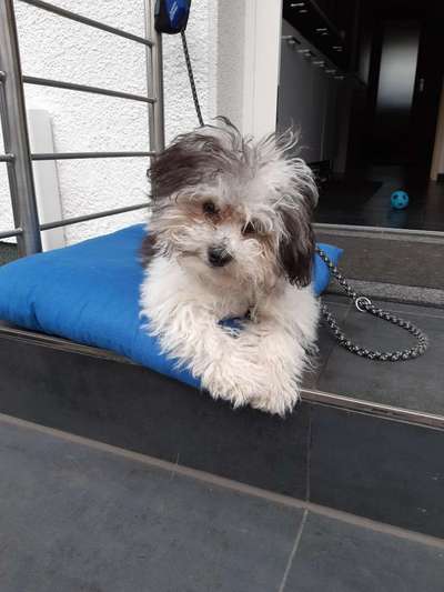 Dogorama Photo Challenge - Be my valentine-Beitrag-Bild