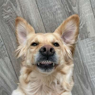 Hundetreffen-Gemeinsam spazieren, spielen, trainieren und austauschen :)-Bild