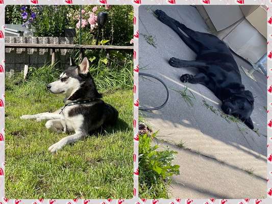 Husky-Beitrag-Bild