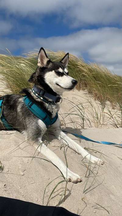 Husky-Beitrag-Bild