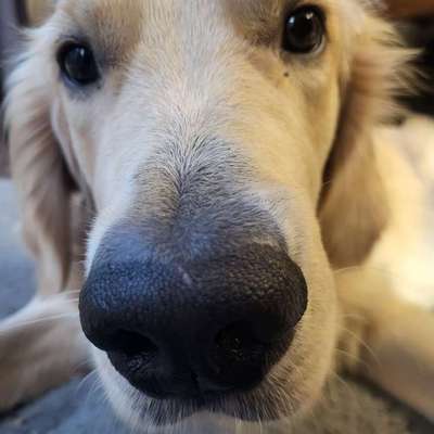 Hundetreffen-Spieletreffen - Seehofpark, Grüneburgpark oder anderswo-Bild