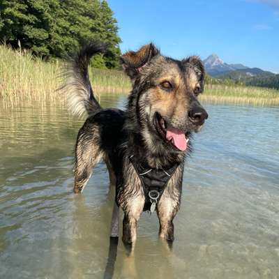 Hundetreffen-Suche Trainingspartner-Profilbild