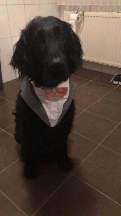 Dogorama Photo Challenge - Tre Chic!-Beitrag-Bild