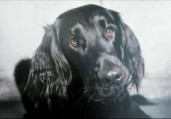 Black dogs are beautiful-Beitrag-Bild