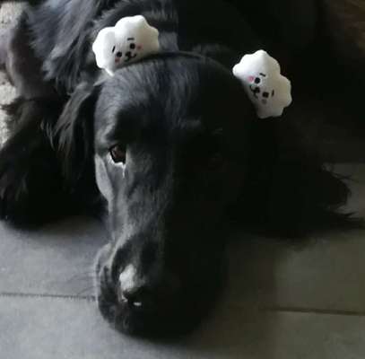 Flat Coated Retriever-Beitrag-Bild