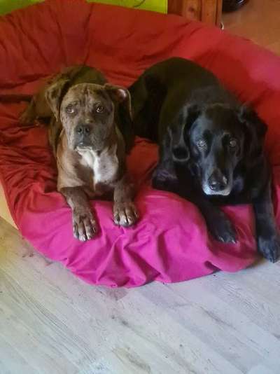 Hundetreffen-Treffen zum solzialisieren nähe meisenheim. Duke (5monate) und zorro(12jahre)-Bild