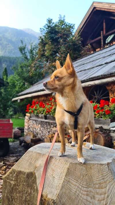 Hundetreffen-Kleinhunde-Treffen-Bild