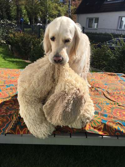 Der Lieblingsplüschi eures Vierbeiners-Beitrag-Bild