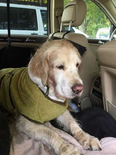 FOTOCHALLENGE 70 - Dein Hund im Auto-Beitrag-Bild