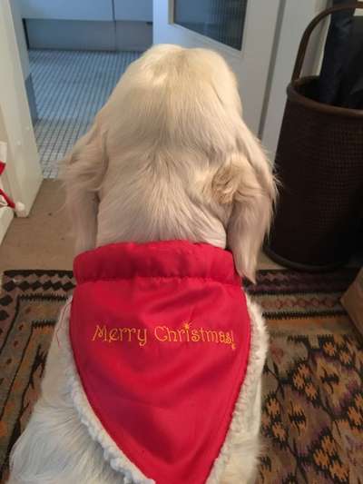 It's beginning to look a lot like.....-Beitrag-Bild