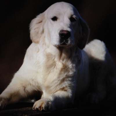 Zeigt mir die tollste Nahaufnahme von eurer Fellnase-Beitrag-Bild