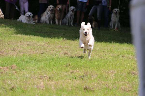 Fotochallenge 66 ~ Rennaction -Zeig deinen Hund im Lauf-Beitrag-Bild
