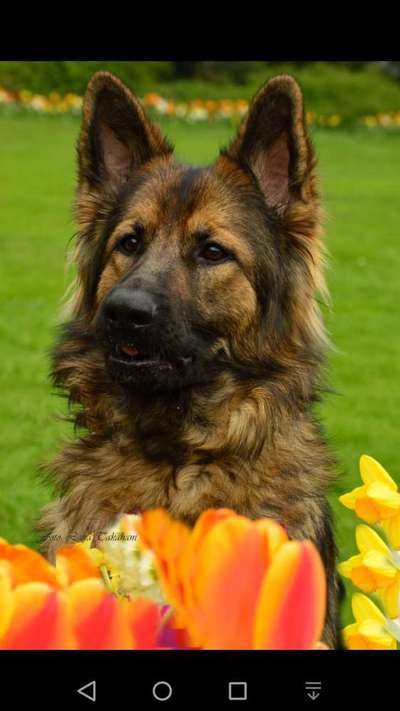 Dogorama Photo Challenge - Der Frühling kommt-Beitrag-Bild