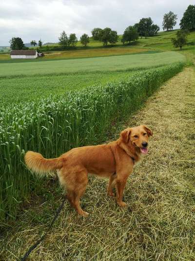 Mischlingshunde Foto Aufruf-Beitrag-Bild