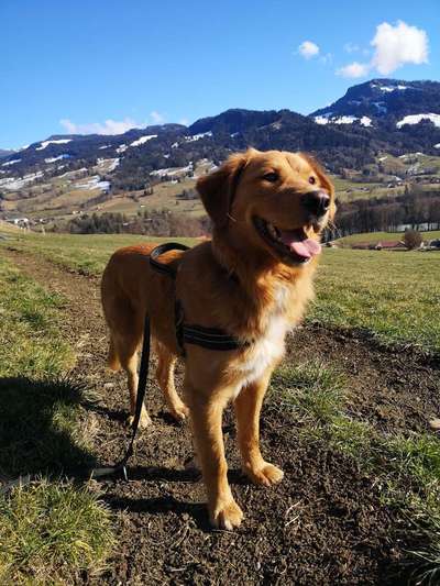 Wo sind die Golden Retriever Liebhaber?-Beitrag-Bild