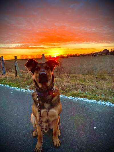 Hundetreffen-Gassi gehen, Toben, Spielen-Bild