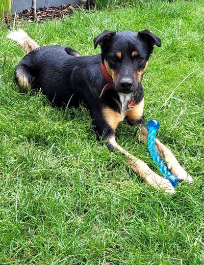 Hundetreffen-Lauftreff mit / ohne Leine.-Bild