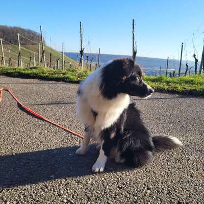 Hundetreffen-Begegnungstraining-Bild